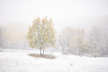 Seasonal photo for background image. Mood of late autumn or early winter. Heavy snow softening and blurring the picture.