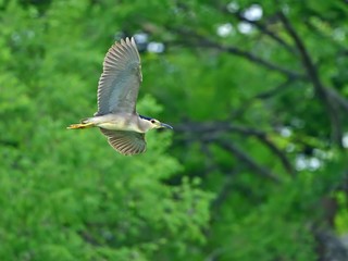 新緑バックに優雅に飛ぶゴイサギ