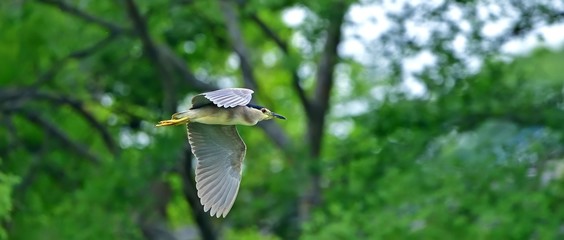 新緑バックに優雅に飛ぶゴイサギ