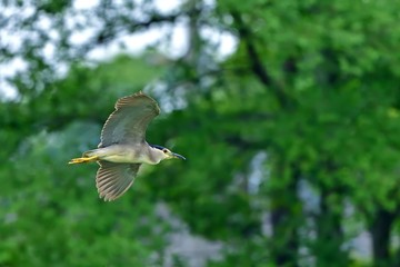 新緑バックに優雅に飛ぶゴイサギ