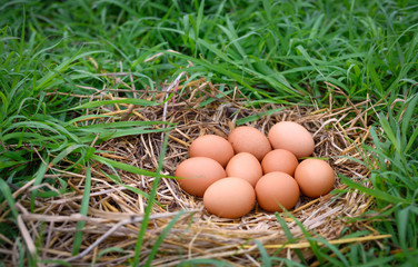 Eggs of a chicken nest in a green grass