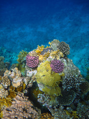 Coastal reef covered with a variety of corals in the Red Sea in Sharm El Sheikh