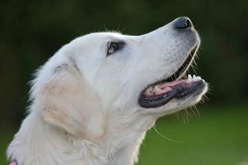 Portrait of an adorable Golden Retriever