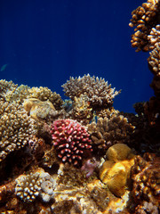 Fototapeta na wymiar Coastal reef covered with a variety of corals in the Red Sea in Sharm El Sheikh