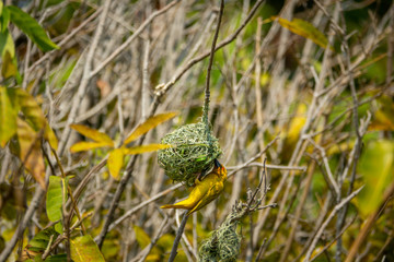 Weaver bird under the nest, long shot