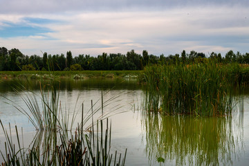 Beautiful reflections in the water in the freshwater lagoon. El Pla d'urgell, Catalonia, Ivars Vilasana lagoon.