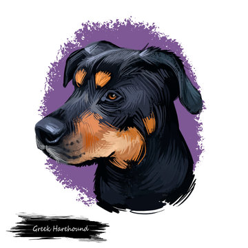 Greek Harehound, Hellenikos Ichnilatis, Hellenic Hound, Greek Hound dog digital illustration isolated on white background. Greece origin hunting dog. Pet hand drawn portrait. Graphic clip art design.
