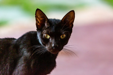 Portrait of a black cat with green eyes 