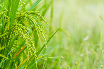 Rice fields that are ready to harvest and begin to grow