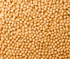 soy beans background