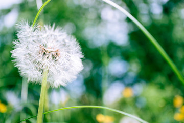 Spring background with flower dandelion. Dandelion flower with seeds close up on colorful bokeh background. Macro photo of summer nature scene
