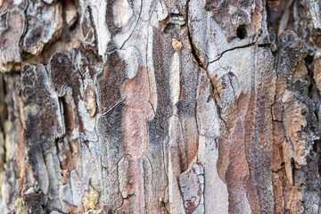 Tree bark texture background. Relief texture of brown bark. Seamless tree bark background