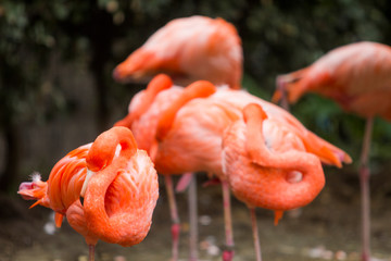 Closeup Flamingo in Zoo