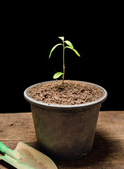 young plant with little leafs sprouting on black background.