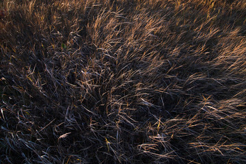 Rice Field Landscape, Paddy Field Landscape, South Borneo Indonesia