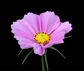 Pink flower of cosmos isolated on a black background