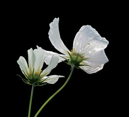 Beautiful flowers cosmos isolated on a black background