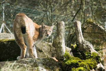 lince iberico