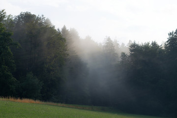 Foggy and mysterious forest after a thunderstorm in summer