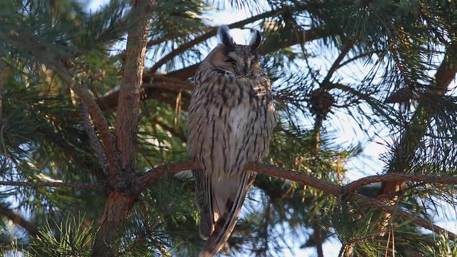 Long-eared owl (Asio otus, previously Strix otus) sitting on a branch of pine and napping