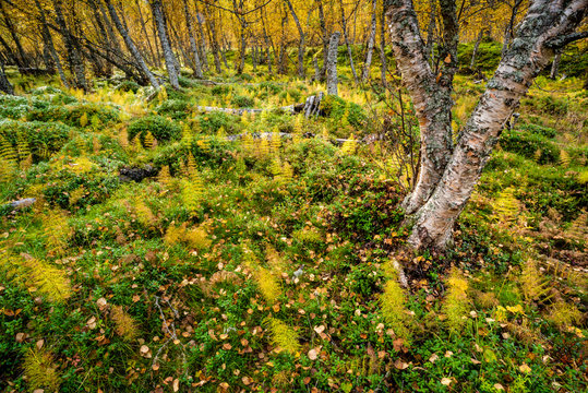 Wood horsetail (Equisetum sylvaticum) in a Norwegian forest, Skibotn, Lapland