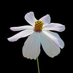 Fototapeta na wymiar White flower of cosmos isolated on a black background