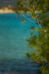 Obraz premium pine tree and amazing blue sea background . Summer vacation and travel . Copy space.