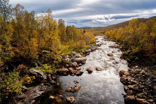Silver birch (Betula pendula) in autumn colour and river, Senja