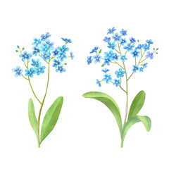 Forget me not flowers watercolor set