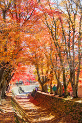 Maple Corridor (Momoji Kairo) at Kawaguchiko Lake in Autumn, Yamanashi, Japan