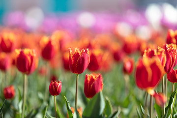 Fototapeta na wymiar Tulips in the city