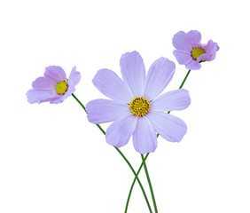 Beautiful flowers cosmos isolated on a white background