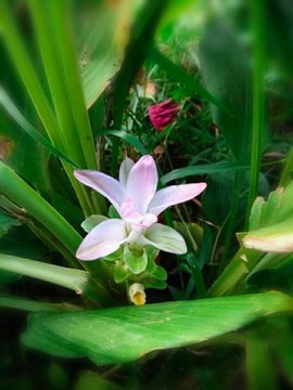 Mobile photography flowar image