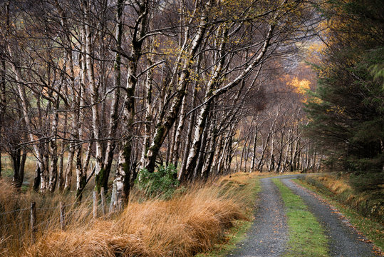Silver birch (Betula pendula) avenue and track in autumn, The Black Valley, Killarney National Park, County Kerry, Munster, Republic of Ireland