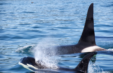 Obraz premium View of killer whale above water near Kamchatka Peninsula, Russia.