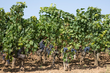 Fototapeta na wymiar Bordeaux vine beautiful wine landscape in Saint Emilion vineyards France
