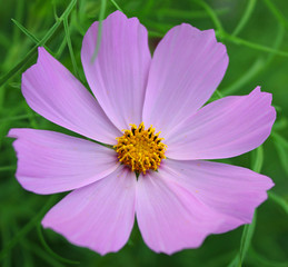 Beautiful cosmea flower on a background of green grass