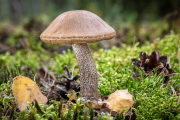 Edible mushrooms birch bolete in moss with blurred background
