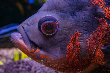 Brightly colored fish head with big eye