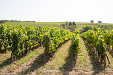 Fototapeta na wymiar vineyard in Bordeaux Saint Emilion France in sunny day