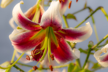 Closeup of lily - Lilium - with waterdrops in the sun