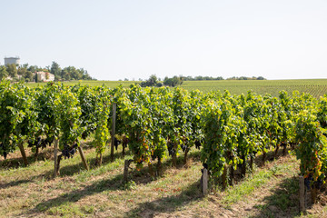 Fototapeta na wymiar SAINT-EMILION Gironde France vineyards around the village near Bordeaux