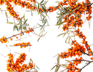 sea buckthorn berry on a branch on a white background