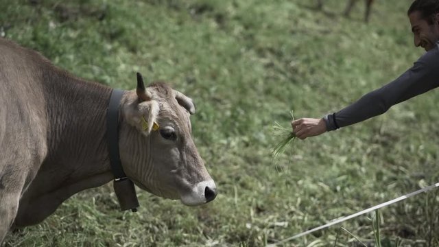 Cheerful male feeding bull with grass