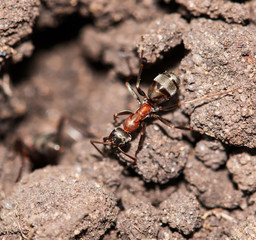 big ants in the ground