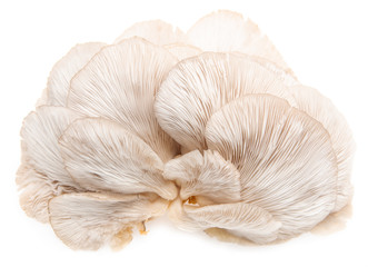 fresh oyster mushrooms on a white background