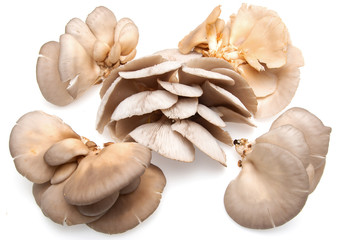fresh oyster mushrooms on a white background