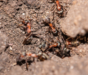 big ants in the ground