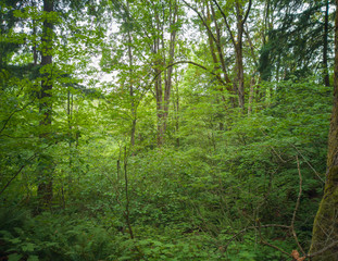 Fototapeta na wymiar Gloriously motley photos of marvelous King County's Mercer Slough Nature Park in Bellevue, Washington