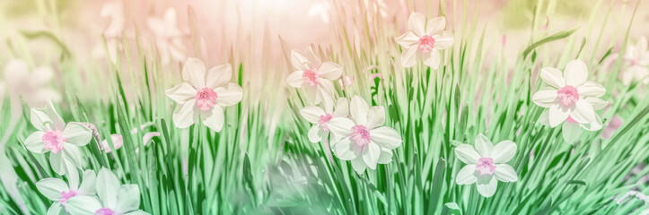 Dreamy spring narcissus flower bloom, close-up against sunlight panorama. Spring floral greeting card template. Delicate delightful artistic toned image. Pastel golden toned. Macro with soft focus.